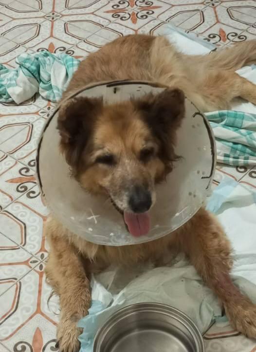 Gaia & Birillo richiesta di supporto Foto 2